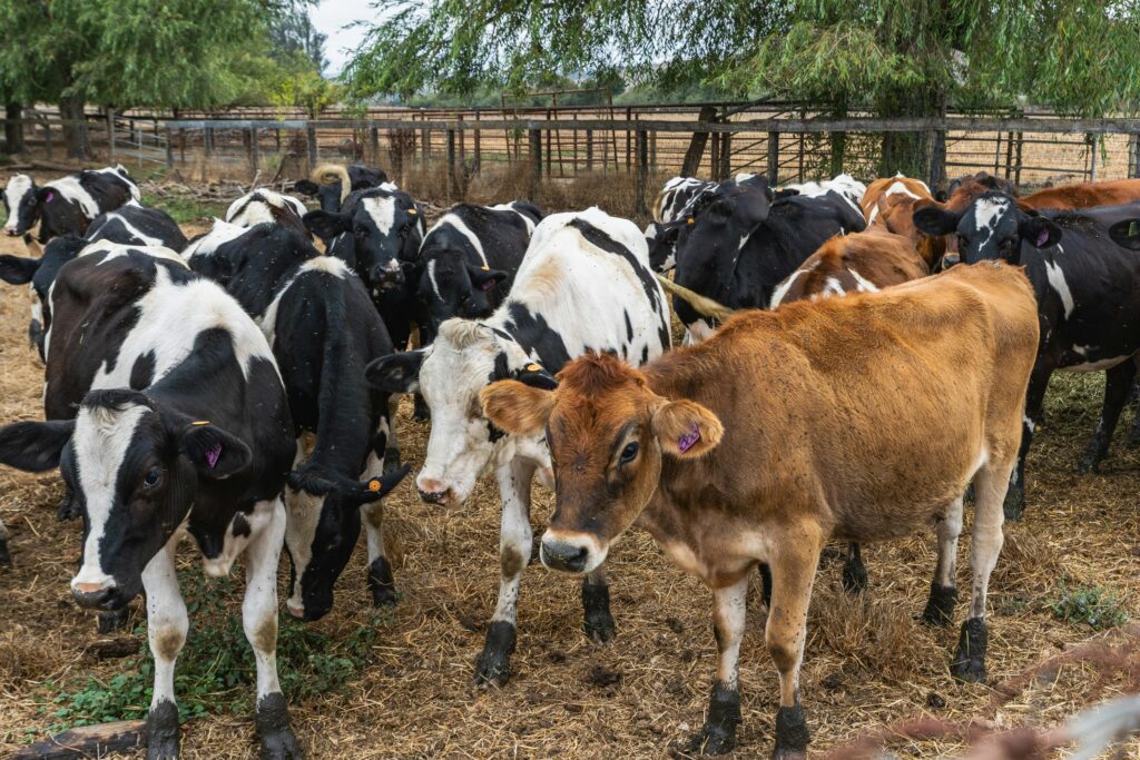 Group of black and white and brown cows standing in an outdoor farm setting.